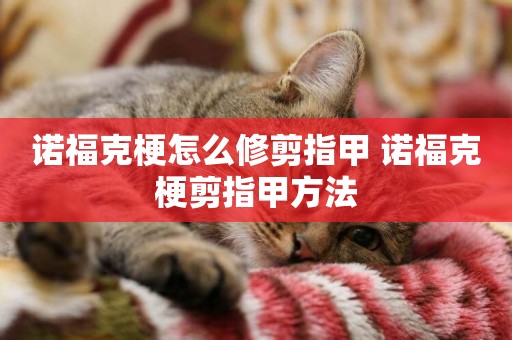 諾福克梗怎么修剪指甲 諾福克梗剪指甲方法