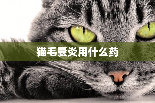 貓毛囊炎用什么藥