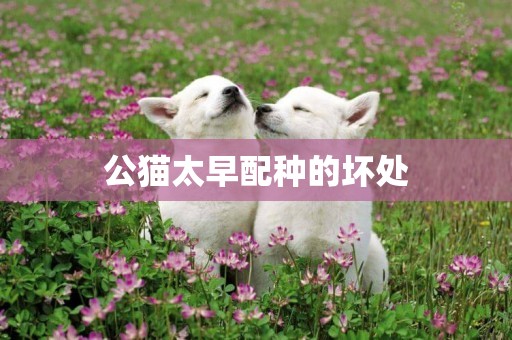 公貓太早配種的壞處