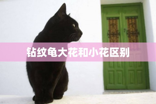 鉆紋龜大花和小花區別