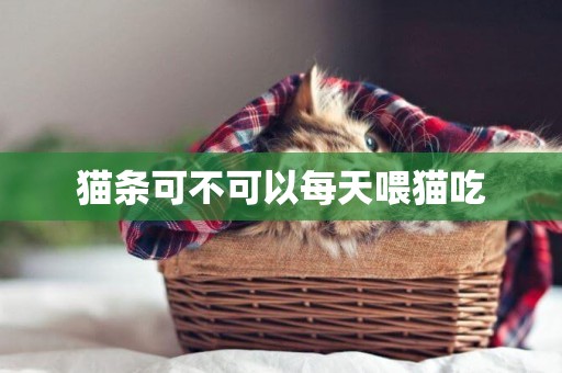 貓條可不可以每天喂貓吃
