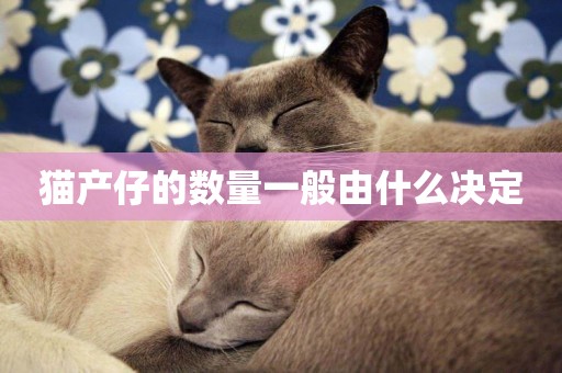 貓產仔的數量一般由什么決定