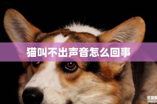 貓叫不出聲音怎么回事