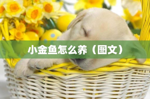 小金魚怎么養（圖文）