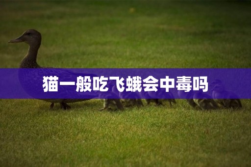 貓一般吃飛蛾會中毒嗎