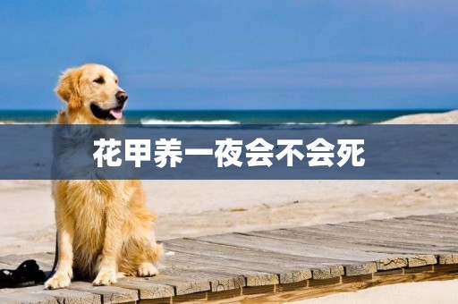 花甲養一夜會不會死