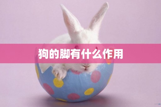 狗的腳有什么作用