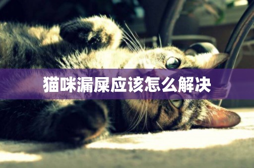 貓咪漏屎應該怎么解決