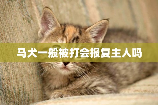 馬犬一般被打會報復主人嗎