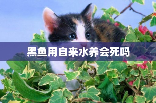 黑魚用自來水養會死嗎