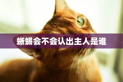 蜥蜴會不會認出主人是誰