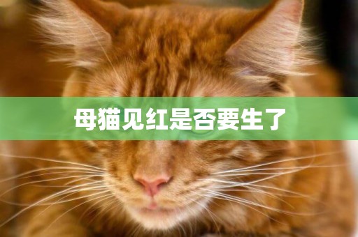 母貓見紅是否要生了