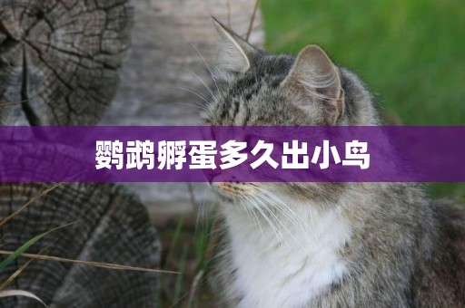 鸚鵡孵蛋多久出小鳥