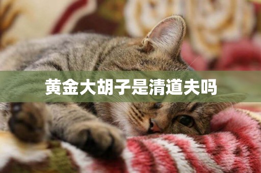 黃金大胡子是清道夫嗎