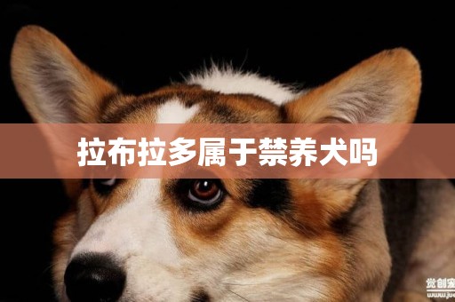 拉布拉多屬于禁養犬嗎