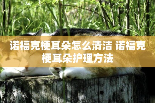 諾福克梗耳朵怎么清潔 諾福克梗耳朵護理方法