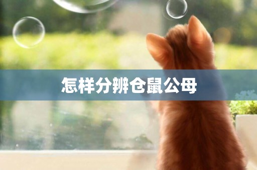 怎樣分辨倉鼠公母