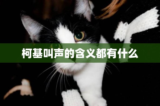 柯基叫聲的含義都有什么