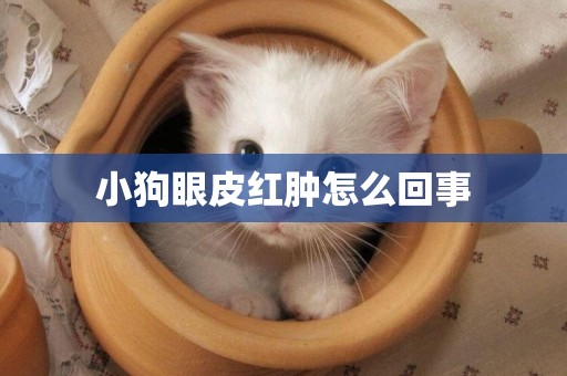 小狗眼皮紅腫怎么回事
