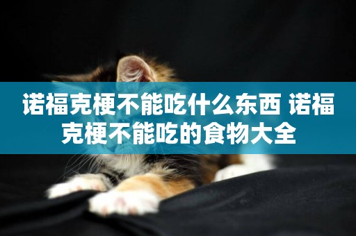 諾福克梗不能吃什么東西 諾福克梗不能吃的食物大全