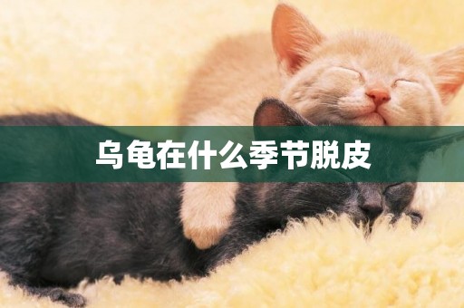 烏龜在什么季節脫皮