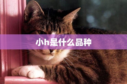 小h是什么品種