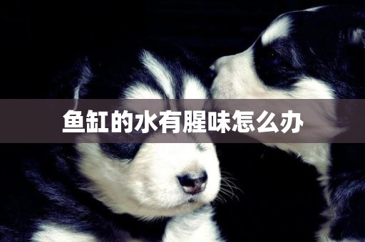 魚缸的水有腥味怎么辦