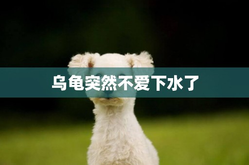 烏龜突然不愛下水了