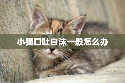 小貓口吐白沫一般怎么辦