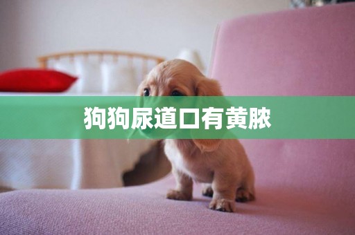 狗狗尿道口有黃膿