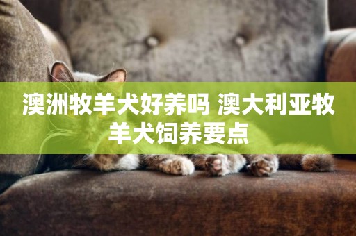 澳洲牧羊犬好養嗎 澳大利亞牧羊犬飼養要點