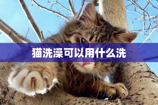 貓洗澡可以用什么洗