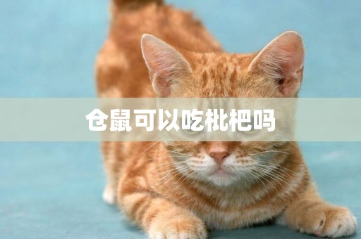 倉鼠可以吃枇杷嗎