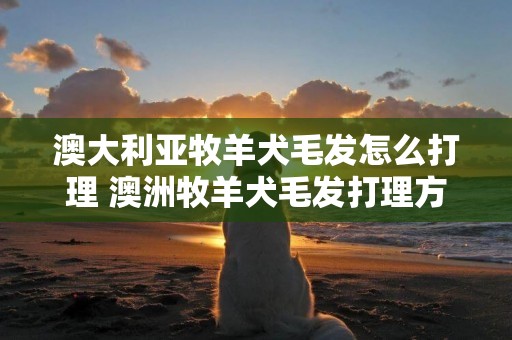 澳大利亞牧羊犬毛發怎么打理 澳洲牧羊犬毛發打理方法