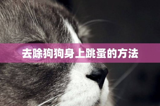 去除狗狗身上跳蚤的方法