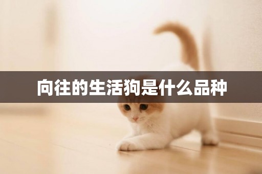 向往的生活狗是什么品種