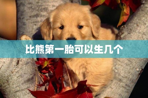比熊第一胎可以生幾個