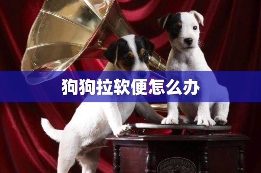 狗狗拉軟便怎么辦