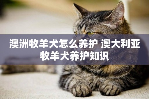 澳洲牧羊犬怎么養護 澳大利亞牧羊犬養護知識