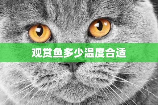 觀賞魚多少溫度合適