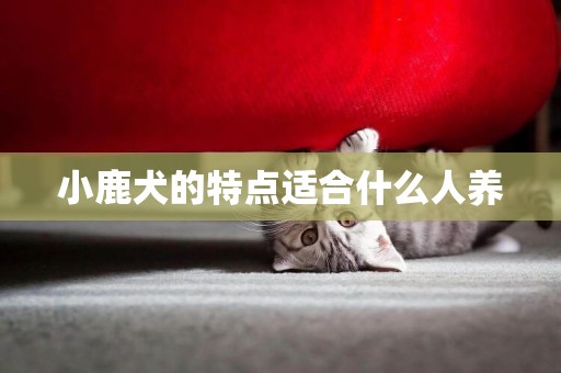 小鹿犬的特點適合什么人養