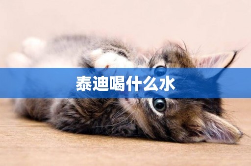 泰迪喝什么水