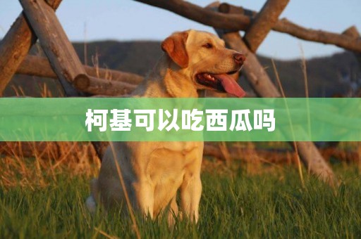 柯基可以吃西瓜嗎