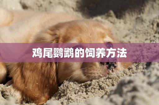雞尾鸚鵡的飼養方法