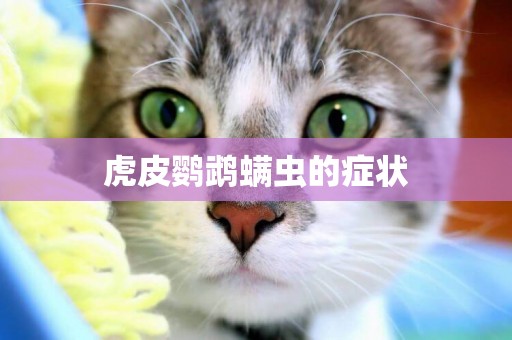 虎皮鸚鵡螨蟲的癥狀