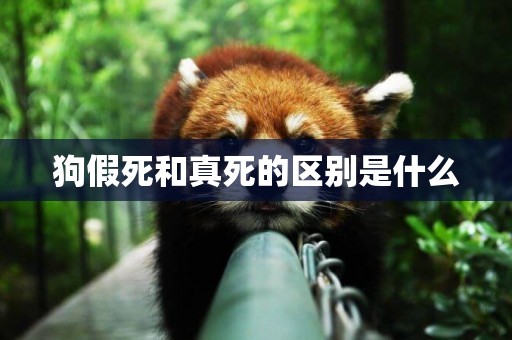 狗假死和真死的區別是什么