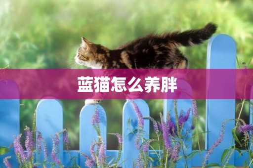 藍貓怎么養胖