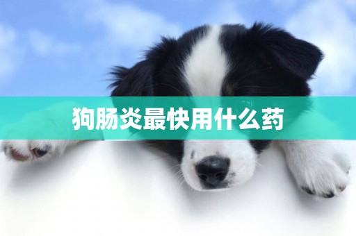 狗腸炎最快用什么藥