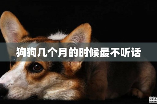 狗狗幾個月的時候最不聽話