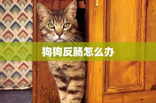 狗狗反腸怎么辦